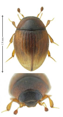 Cryptopleurum subtile
